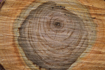 Cherry tree texture slice background