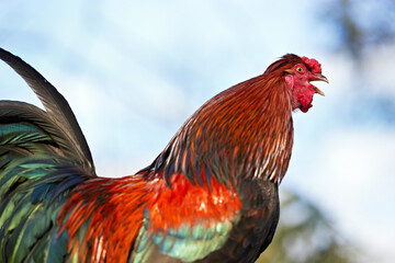 A magnificent rooster with vibrant red and iridescent feathers crows against a bright blue sky, embodying the essence of morning on the farm.