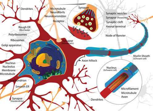 Labeled Neuron Diagram with Detailed Cell Structures