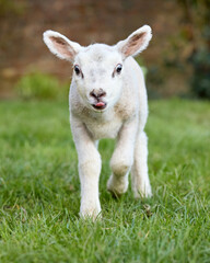 A playful white lamb walks forward in a green pasture, playfully sticking out its tongue. Its innocent expression and fluffy wool capture the joy of spring and new life on the farm. Adorable and charm