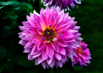 View of dahlia in the garden. Variety - Fascination