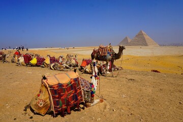 Cairo, Egypt: Camels in colorful horse-clothes resting on the sand near Giza pyramids 