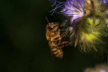 Honey bee on a phacelia flower.Place for text.