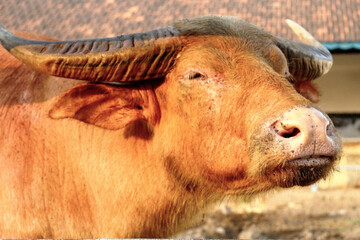 Close-Up Portrait of Water Buffalo Head in Rural Farm Setting in warm natural light, highlighting its textured skin, expressive eye, and curved horns