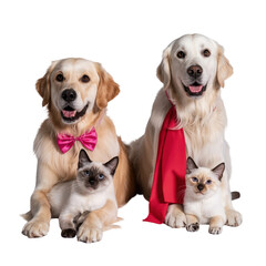 Cute Studio Portrait of Two Golden Retriever Dogs with Bow Tie and Scarf Sitting with Adorable Siamese Kittens on Black Background