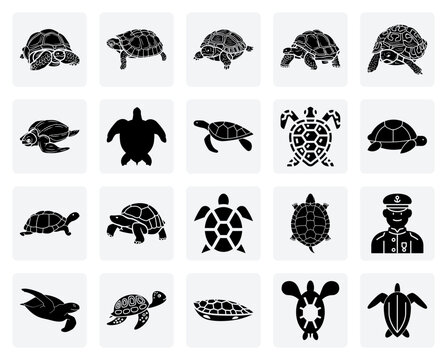 Land And Sea Turtle Species &ndash; From The Galapagos Tortoise To The Loggerhead Sea Turtle For Conservation And Biology Projects.