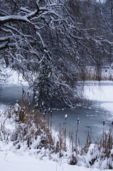 winter landscape with trees