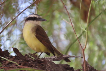 Sulphur-crested Tyrant Bird Resting on Tree Branch