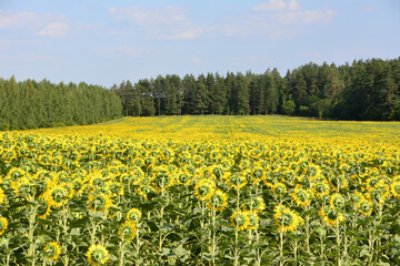 yellow Sunflower Field with pine forest Under a Clear Blue Sky wallpaper