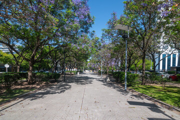 Obraz premium View of some rosewood trees at Costanera Sur - Buenos Aires, Argentina