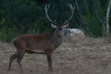 Obraz premium Red deer stag standing in natural forest habitat
