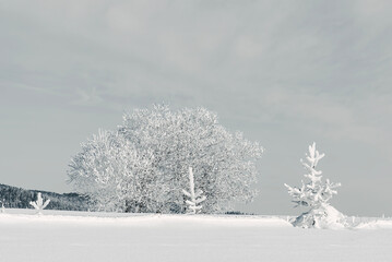snow covered trees