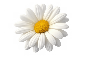 Daisy flower with white petals and yellow center blooming, representing spring, nature, and pure beauty on a transparent background