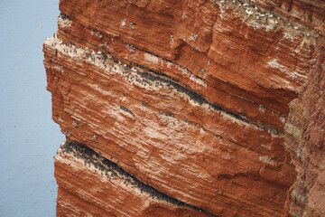Steep red sandstone cliffs of Heligoland teeming with nesting seabirds. A massive Northern Gannet...