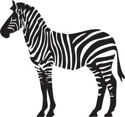 Black and white zebra standing alone isolated on a transparent background detailed stripes visible