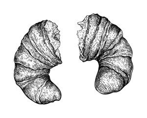 Vector illustration of broken in half Croissant. Hand drawn sketch of French Viennoiserie made from a laminated yeast dough. Sweet baked breakfast pastries. Food menu design element