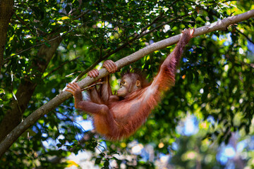 Climbing Baby Orangutan