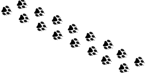 Wide Diagonal Path of Tiger Paw Prints, Tracking Trail of a Large Wild Cat, Black Animal Footprint Vector Silhouette on White