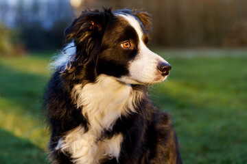 Attentive Border Collie dog portrait outdoors in natural light