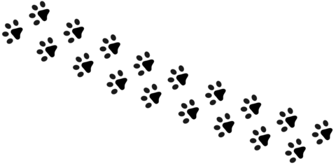Staggered Descending Path of Animal Footprints across White Background