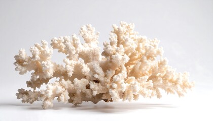 Delicate White Coral Branch Isolated on a Clean White Background.