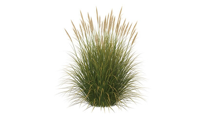 Tall ornamental grass with feathery seed heads on a white background plant green