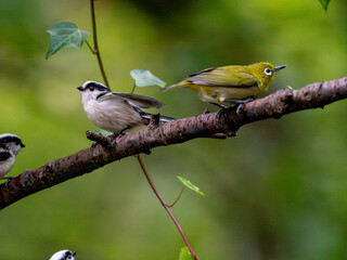 エナガとメジロ