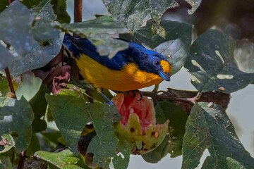A brightly colored bird perched on a guava tree, enjoying its fruits.