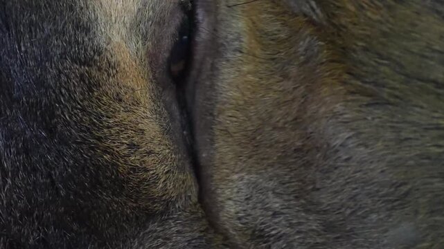 Close up of an altai deer buck head and eye watching in the woods on a sunny spring day