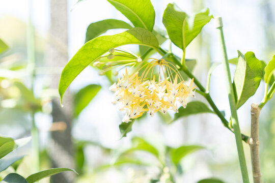 ホヤ・ムルティフロラ　Hoya multiflora