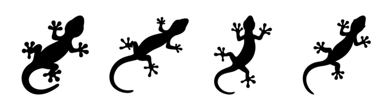 Four geckos in silhouette