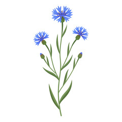 Fototapeta premium centaura cyanus