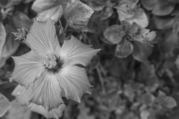 This image shows a hibiscus flower characterized by its large, five-petaled form and prominent central staminal column. The monochrome presentation highlights the fine veins and textures of the petals