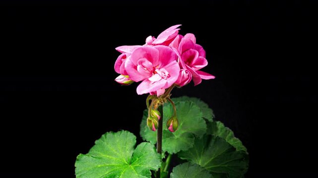 Pink Pelargonium Flowers Blooming in Time Lapse on a Black Background. Beautiful Neon Geranium Blossoms