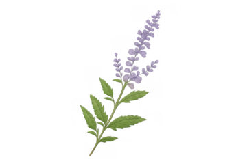Purple flower sprig with green leaves, botanical illustration of aromatic plant for herbal medicine
