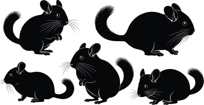 Black chinchilla silhouette set with different sitting and walking poses minimal rodent vector illustration