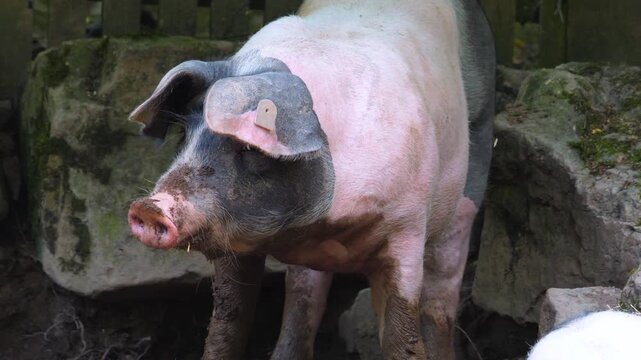Close up of a domestic pig digging around in mud on a sunny spring day i