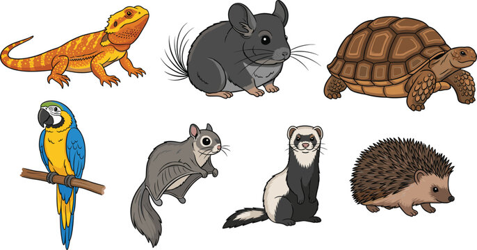 Cute exotic and small animal characters set with lizard chinchilla turtle parrot ferret and hedgehog vector illustration