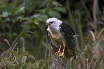 A young raptor, looking fierce, sits on a fence post at the edge of the rainforest.