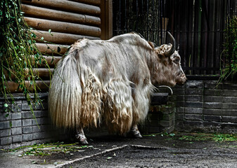 White domestic yak near the fence. Latin name - Bos grunniens and Bos mutus