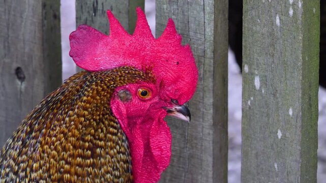 Close up of a rooster head standing beside a fence looking around on a cloud spring day