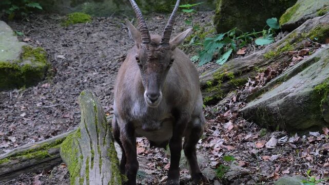 Close up of a female Alpine ibex Capricorn peeing in a forest on sunny spring day