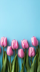 Fototapeta premium Pink tulips on blue minimal background