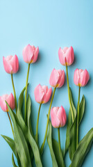 Fototapeta premium Pink tulips on blue minimal background