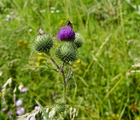 iene besucht eine Distelbl&uuml;te auf einer Wiese
