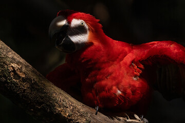 Scarlet Macaw gets a close up head shot protrait in the tropical rainforests of Costa Rica