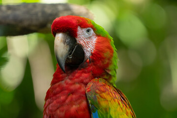 Scarlet Macaw gets a close up head shot protrait in the tropical rainforests of Costa Rica