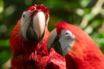 Scarlet Macaw gets a close up head shot protrait in the tropical rainforests of Costa Rica