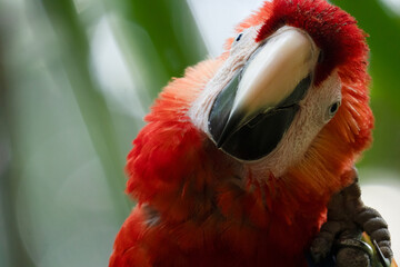 Scarlet Macaw gets a close up head shot protrait in the tropical rainforests of Costa Rica