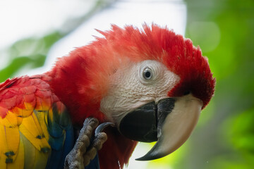 Scarlet Macaw gets a close up head shot protrait in the tropical rainforests of Costa Rica